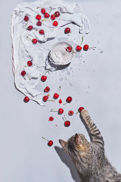 Fresh cherries with water splash on white fabric