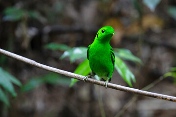 Green Broadbill, Asian Green Broadbill (Calyptomena viridis) bird watching in the forest.