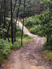 wet rainy day path trough the woods with eucalyptus trees on the pilgrimage along the road to Santiago in Portugal
