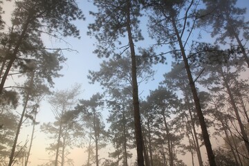 dense tree canopy, sky visible above. a mist shrouded view tree of the mountain valley. 