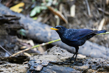 Blue Whistlingthrush (Myophonus caeruleus) bird watching in the forest.