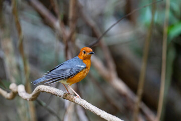 Orange-headed Thrush (Geokichla citrina ) on branch bird watching in the forest.