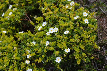 flore du maquis corse