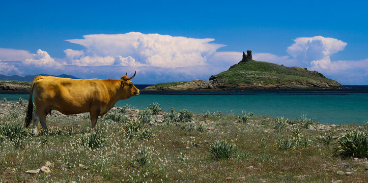 vaches corses &agrave; la plage
