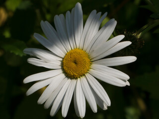 
Bright White Daisy with Golden Center in Sunlight