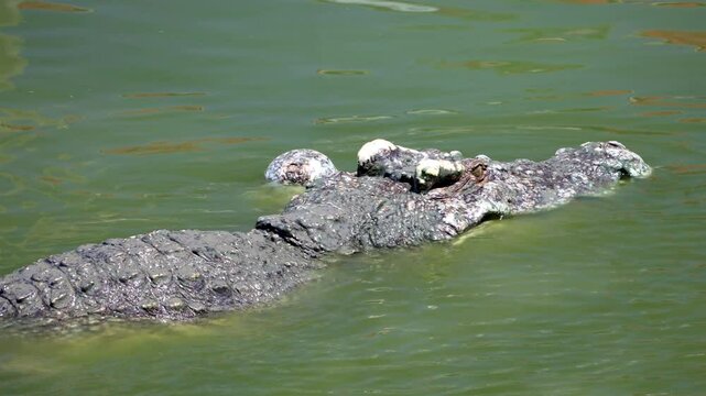 A pair of crocodiles mating in the water