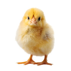 A fluffy yellow chick standing upright facing forward on a black background looking at the camera