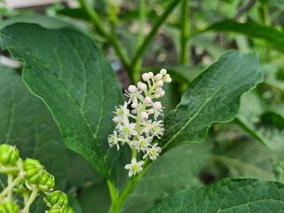 the Pokeweed in full Bloom 


