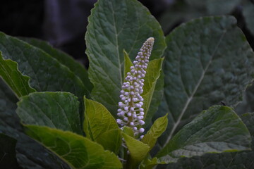 the Pokeweed in full Bloom 

