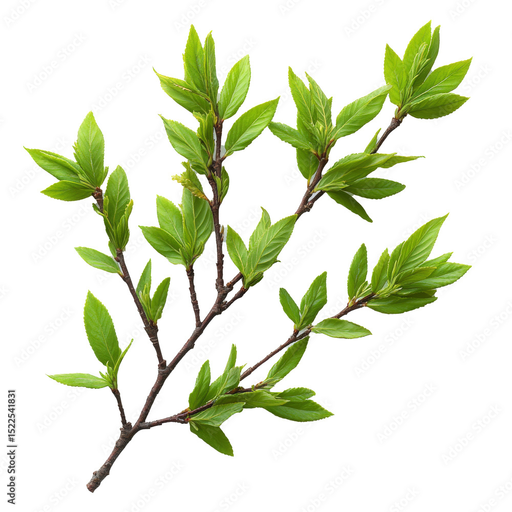 Poster Branch with vibrant green leaves is displayed against transparency background, showcasing fresh and lively appearance of foliage. leaves are arranged alternating pattern along slender branch