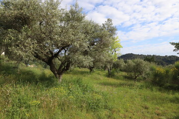 oliviers de Provence