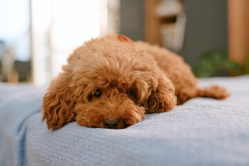 Small brown poodle puppy lying on bed looking up with gentle expression, representing first pet at home concept, soft fur and relaxed posture emphasizing young dog presence