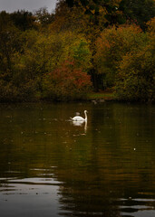 Magical autumn landscapes with colorful foliage, forest paths and golden light

