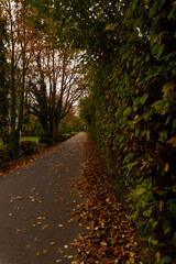 Fototapeta premium Magical autumn landscapes with colorful foliage, forest paths and golden light