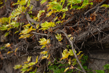 Close-up of climbing wild grapevine with twisted branches and fresh green-yellow leaves growing on old wall in spring season. Botanical textures, natural patterns and seasonal plant life