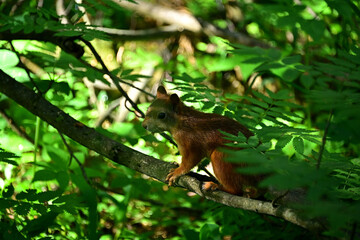 A wild squirrel searches for food in the forest thicket.