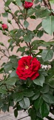 red rose in the garden