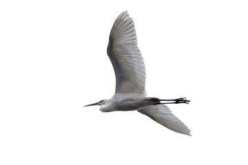  Great white egret in flight isolated on white
