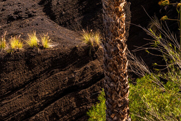 Paisaje en Puerto de la Cruz, Isla de Tenerife.