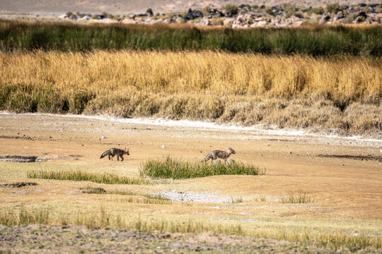 Jackals in the wild landscape of La Puna, Argentina