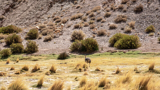 Wildlife and landscape in La Puna desert, Argentina
