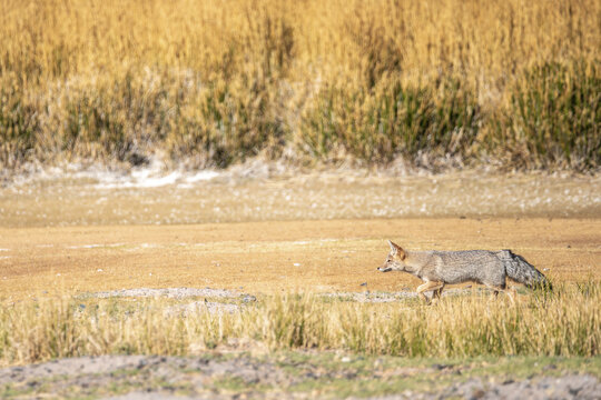 Jackal roaming the arid landscape of La Puna, Argentina