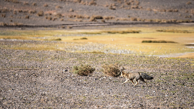 Jackal in the rugged terrain of La Puna, Argentina
