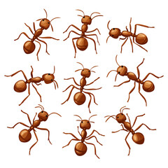 fire ant set, insect, animal, vector, transparent background, biology, solenopsis invicta, nature, icon, small