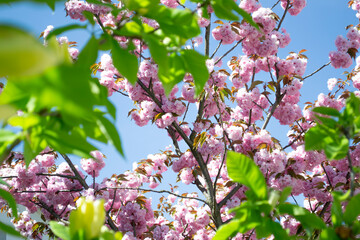 cherry blossom in spring. Sakura