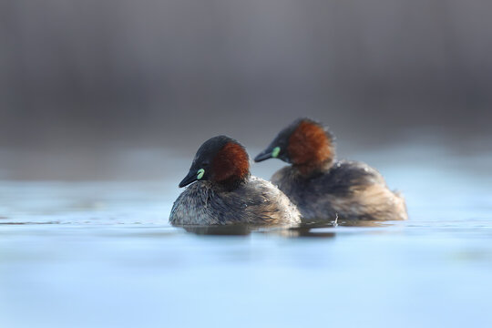 Little grebes swimming in puebla de bele&Atilde;&plusmn;a, spain