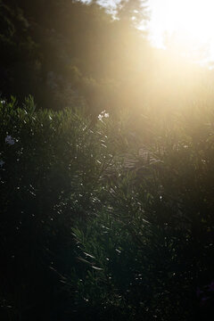 Leaves visible through beams of light