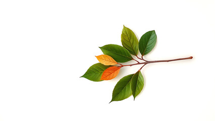 Autumn Branch with Green and Orange Leaves on White Background