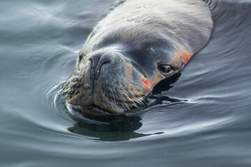 Patagonian Sea Lion Resting on Chilean Coast
