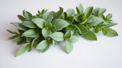 Obraz premium Lush sprig of sage with soft, velvety leaves displayed on a smooth white surface