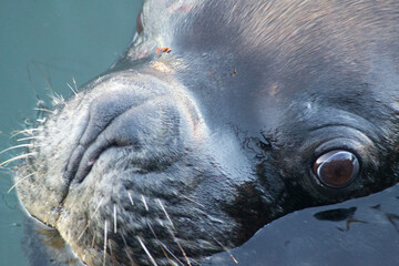Patagonian Sea Lion Resting on Chilean Coast