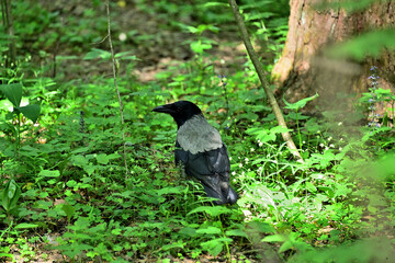 crow on the grass