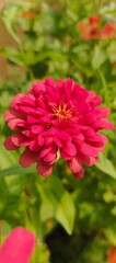 Pink zinnia flower