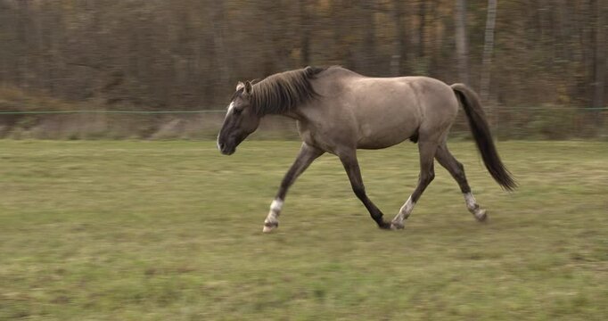 A grullo Lusitano horse ia running in the pasture.