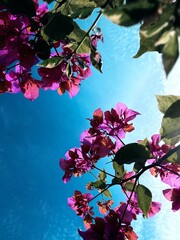 Photographing Flowers from Below Against the Sky
