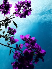 Photographing Flowers from Below Against the Sky