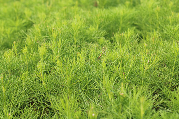 Fresh Green Foliage Texture – Close-up of Aromatic Herb Plant