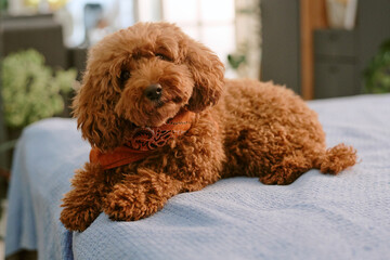 Brown poodle puppy lying on bed wearing bandana, looking up with curious expression, representing...