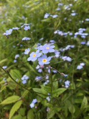 Forget-Me-Not blue flowers blooming in a field. Vertical photo shot.