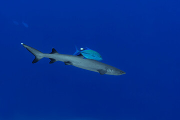 Commensalism relationship between a bluefin trevally and a whitetip reef shark
