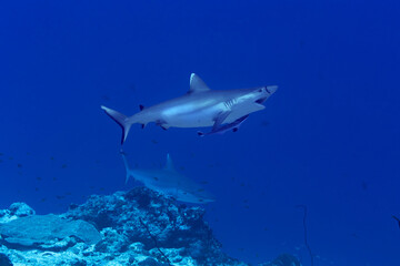 Fototapeta premium Oceanic whitetip sharks at a cleaning station