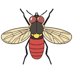 fruit fly, insect, animal, vector, transparent background, biology, drosophila melanogaster, nature, wing, isolated, small