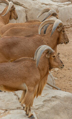 Graceful Herd of Mountain Goats