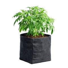 Vibrant Cannabis Plant in Black Grow Bag on a white background.