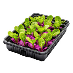 Vibrant Seedlings in a Tray: Green and Purple Varieties