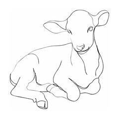 Line drawing of a lamb resting on white background simple animal illustration